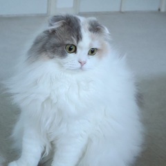 🍀譲渡会🍀スコティッシュの女の子4歳 - あきる野市
