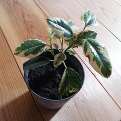 稀少　斑入りフランスゴムの木　ルビギノーサ　