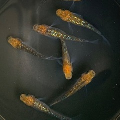 メダカ　月弓×サファイア　3ペア (画像個体現物1点)