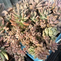 多肉植物の画像