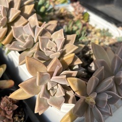 多肉植物の画像