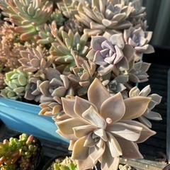 多肉植物
