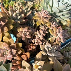 多肉植物の画像