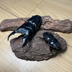 ㊷スマトラオオヒラタペア