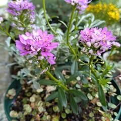 イベリス寄せ植えの画像