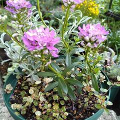 イベリス寄せ植えの画像