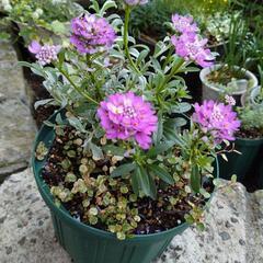 イベリス寄せ植えの画像