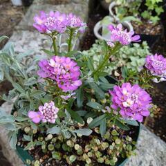 イベリス寄せ植えの画像