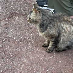 長毛の男の子