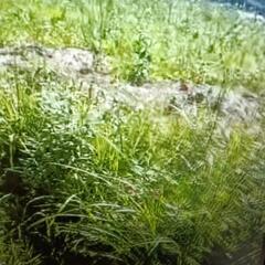 〈素人〉草刈り仲間、大募集!!