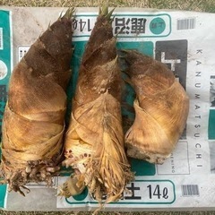 その日採り❗️竹のこ☝️3本