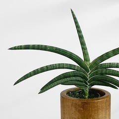 観葉植物 サンスベリア ケニアの画像