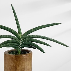 観葉植物 サンスベリア ケニアの画像
