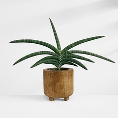 観葉植物 サンスベリア ケニア