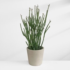 観葉植物 ユーフォルビア フォスフォレア