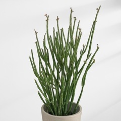 観葉植物 ユーフォルビア フォスフォレアの画像