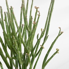 観葉植物 ユーフォルビア フォスフォレアの画像