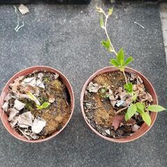 ベビーキウイ雄雌セット