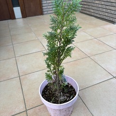 コルムナリスグラウカ、コニファー、鉢植え