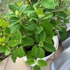 アナベル、鉢植え、プランター、苗