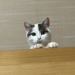 イケニャン ライプくん