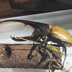 ヘラクレス・ヘラクルス　雄　1匹　こばえシャッター付き