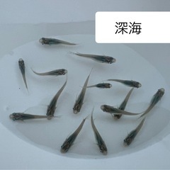 【ゆうメダカ】深海（しんかい）1匹200円