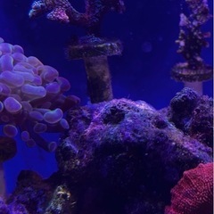 サンゴ