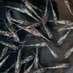 ④メダカ　獅子流し　しぐれ　2ペア＋1匹(5匹 画像個体より)