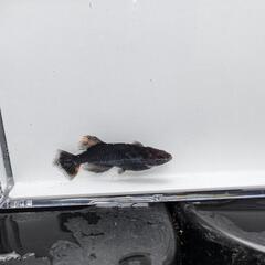 メダカの画像