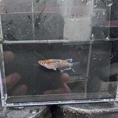 メダカの画像