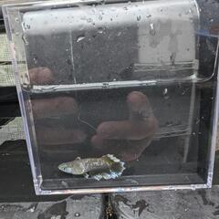メダカの画像