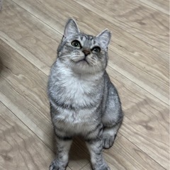 再投稿ブブちゃん - 小諸市