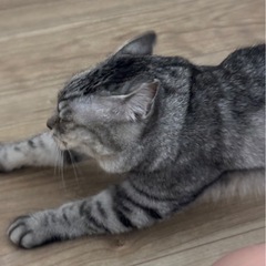 再投稿ブブちゃん