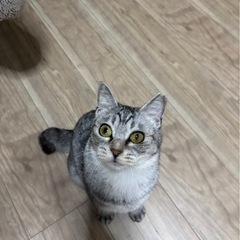 再投稿ブブちゃん - 猫