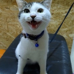 瀕死状態から復活したぽんちゃん