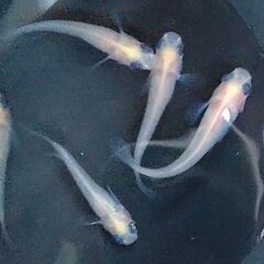 メダカ パンダ 4匹セット 500円 【無人販売】の画像