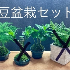 豆盆栽２個セット 