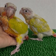 ウロコインコサンチーク　性別鑑定中