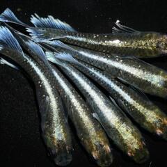 🎏はるいろめだか🎏極上エメキン1ペア1000円🉐