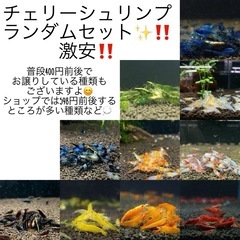 【限定格安大放出】10匹‼️チェリーシュリンプ ルリーシュリンプ