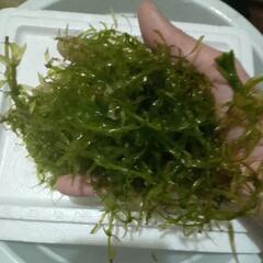 アナカリス(メダカ水槽）