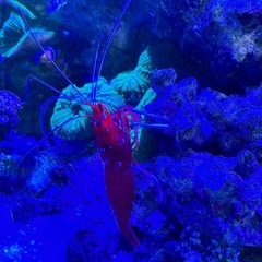海水魚　ホワイトソックス Lサイズ