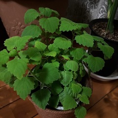 観葉植物