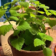 観葉植物の画像