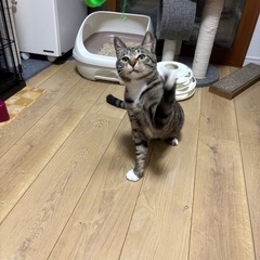 キジ白のだいち - 春日井市