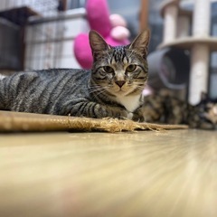 キジ白のだいち - 里親募集