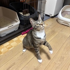 キジ白のだいち - 猫