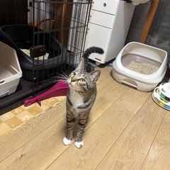キジトラのだいち