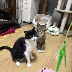 キジ白のだいち − 愛知県